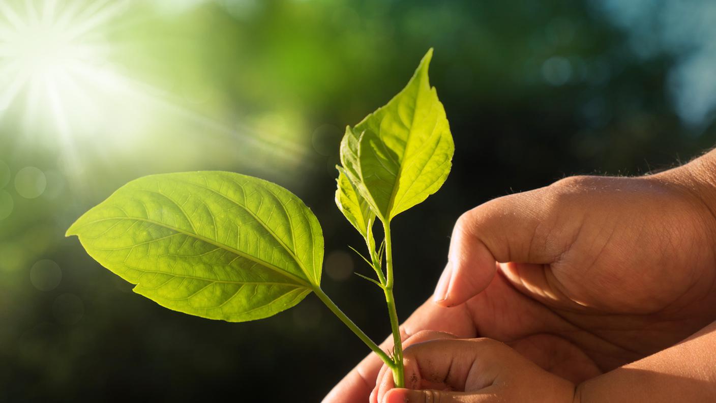 Terra, pianta, bambino, adulto, piantare, natura ambiente, Flora, Giardino pubblico, Primavera, Seme, Stagione