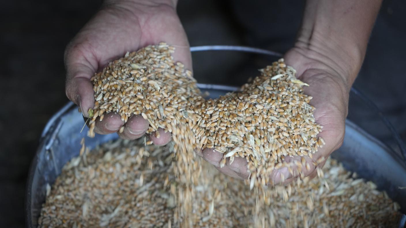 Grano ucraino