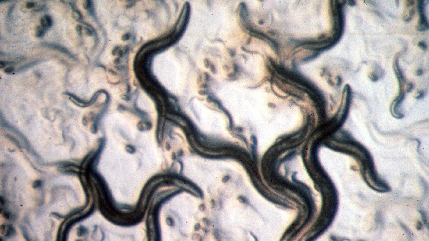 Nematode