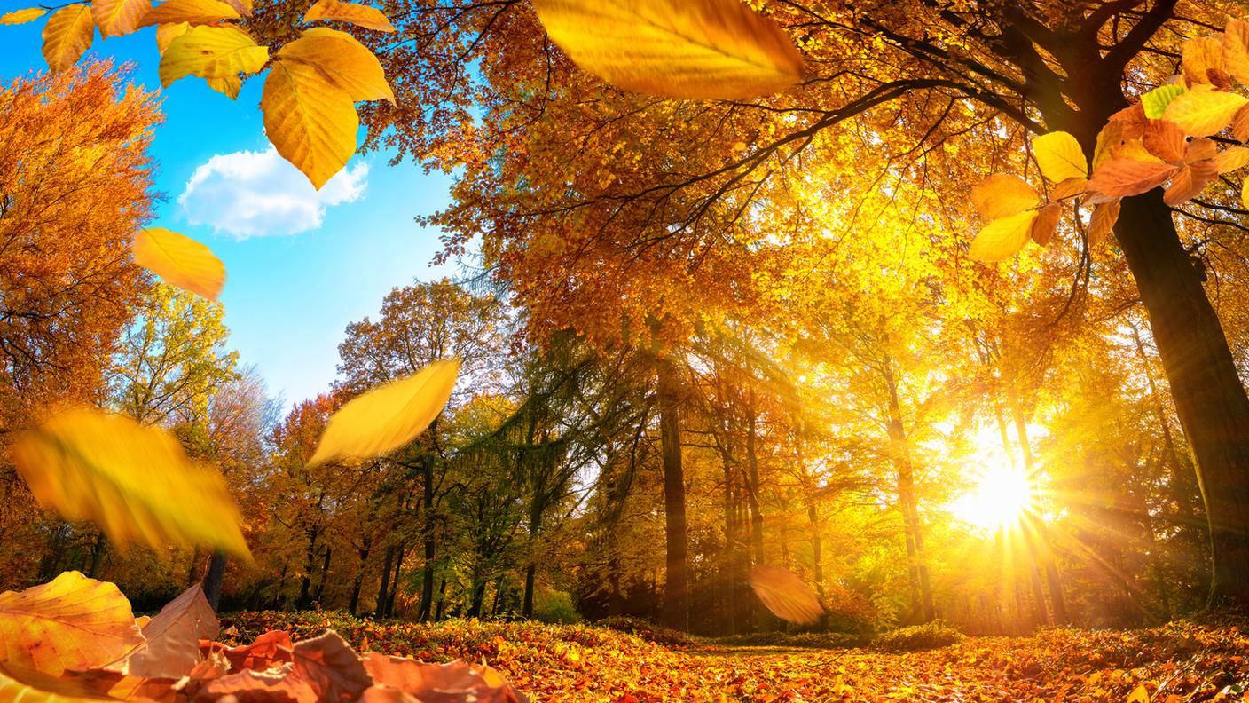 Autunno, Sole, Albero, Cielo, Foresta