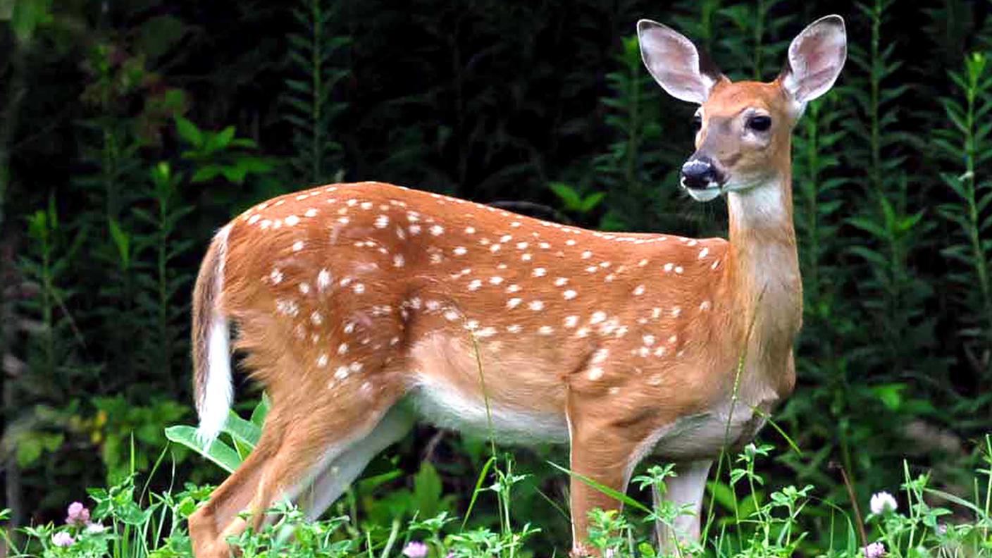 Cerbiatto