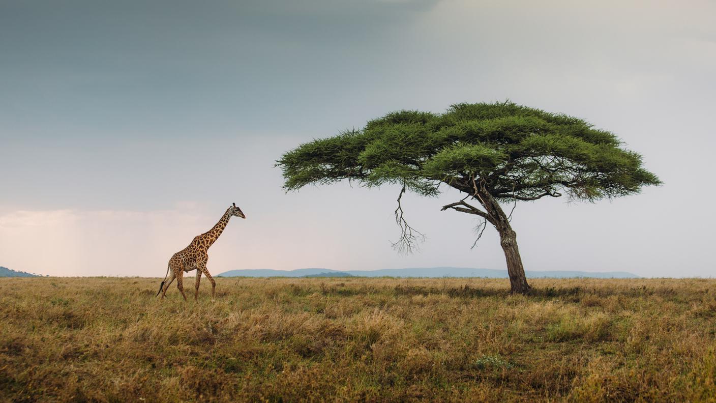 africa