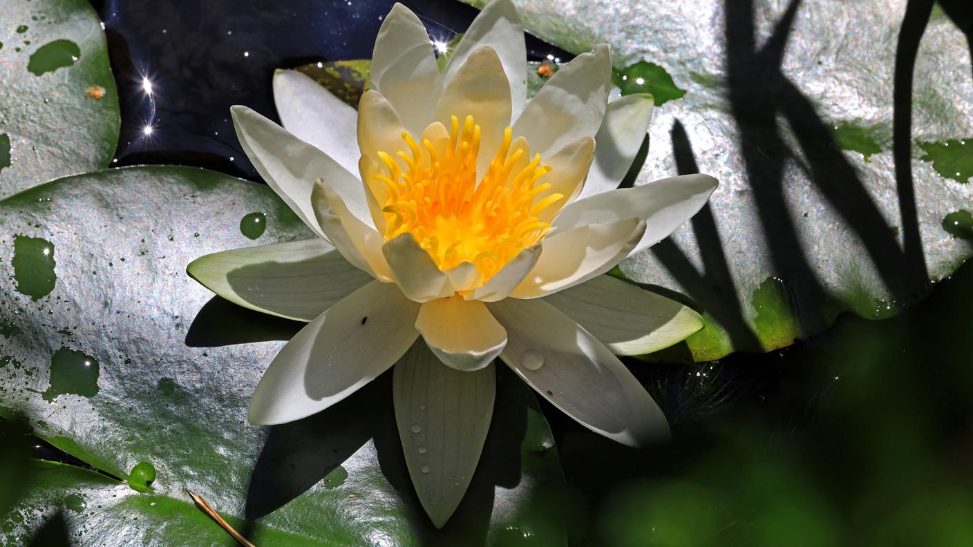 Nymphaea alba