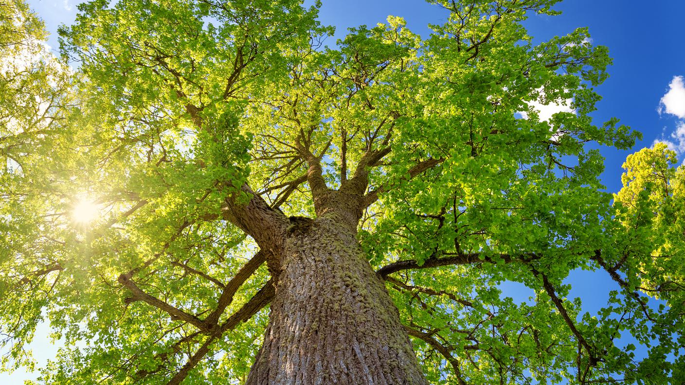 alberi e calore