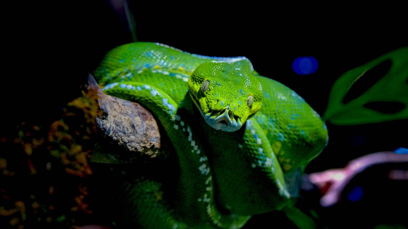 Serpente verde