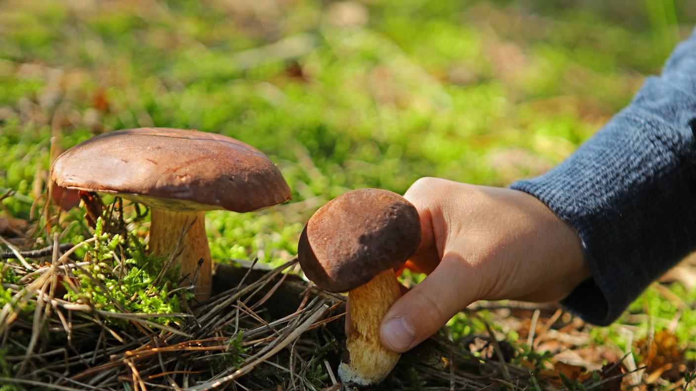 Raccogliere funghi commestibili Boletus nella bosco, Fungo commestibile, Autunno, Fungo porcino