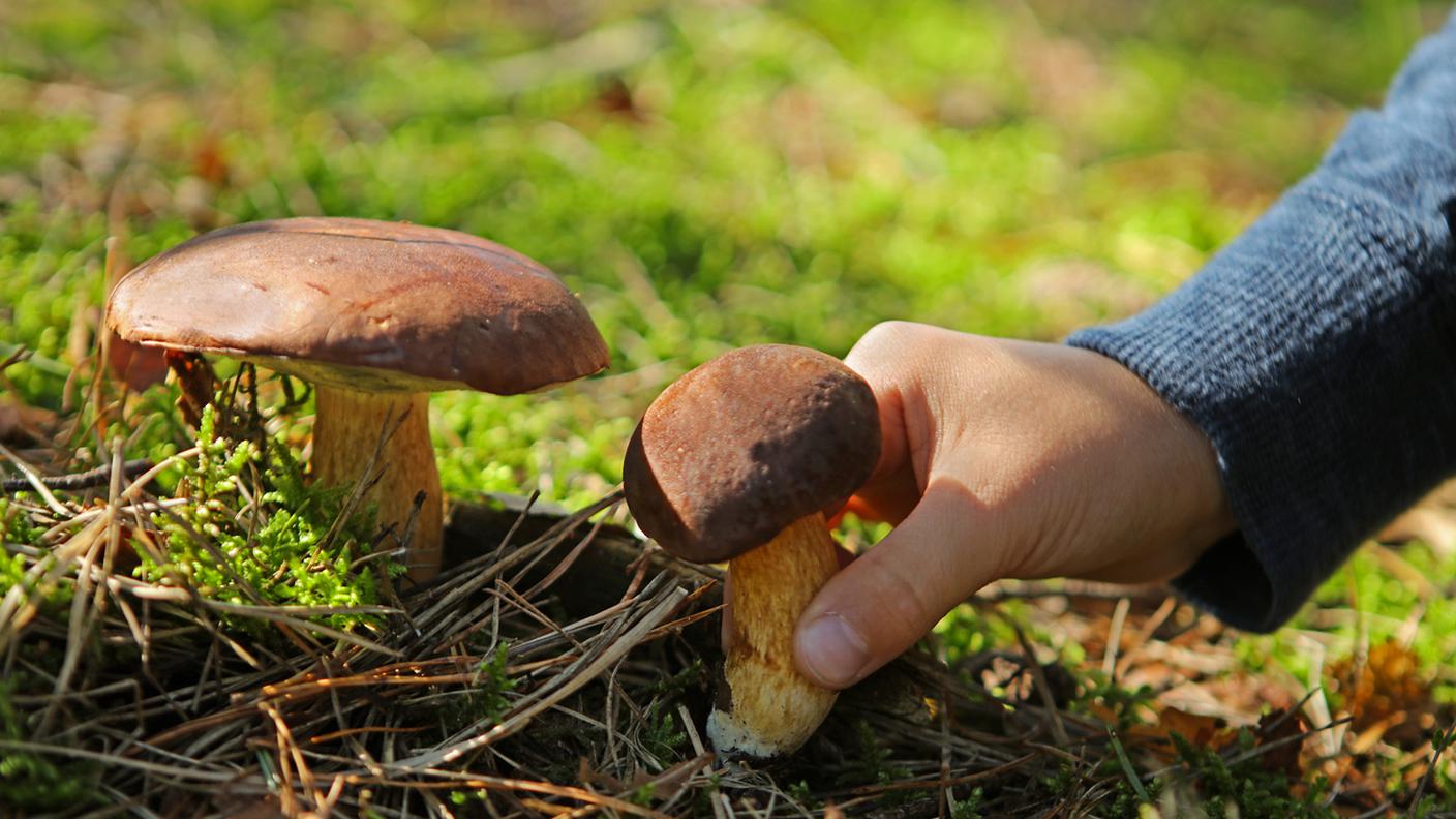 Raccogliere funghi commestibili Boletus nella bosco, Fungo commestibile, Autunno, Fungo porcino
