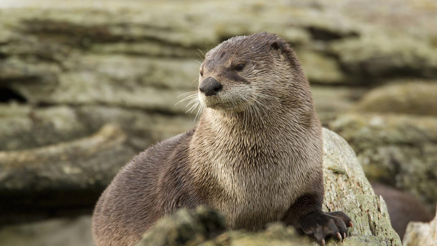 lontra