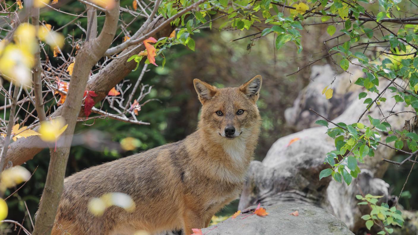 Lo sciacallo dorato: il primo esemplare è stato osservato in Svizzera nel 2011
