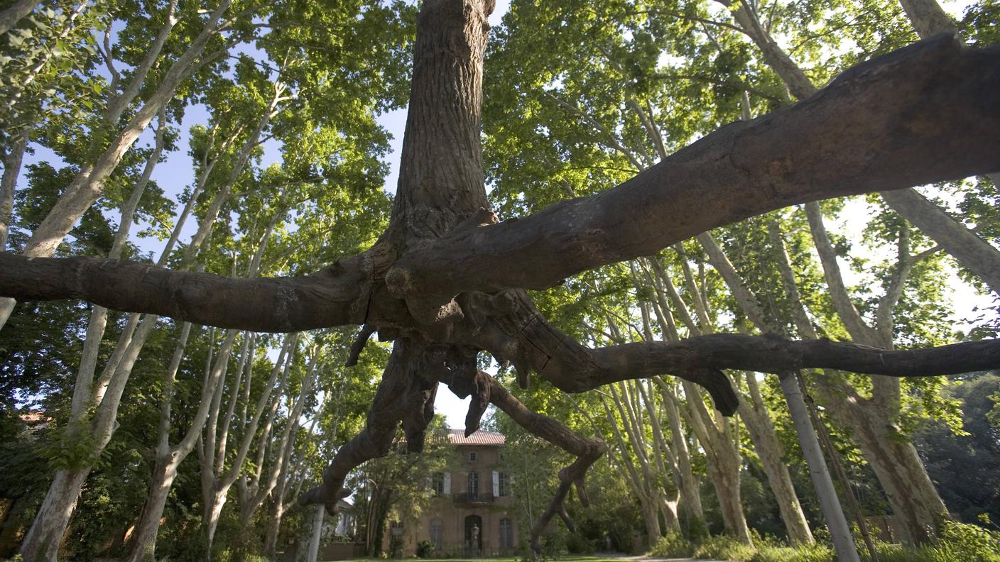 Giuseppe Penone