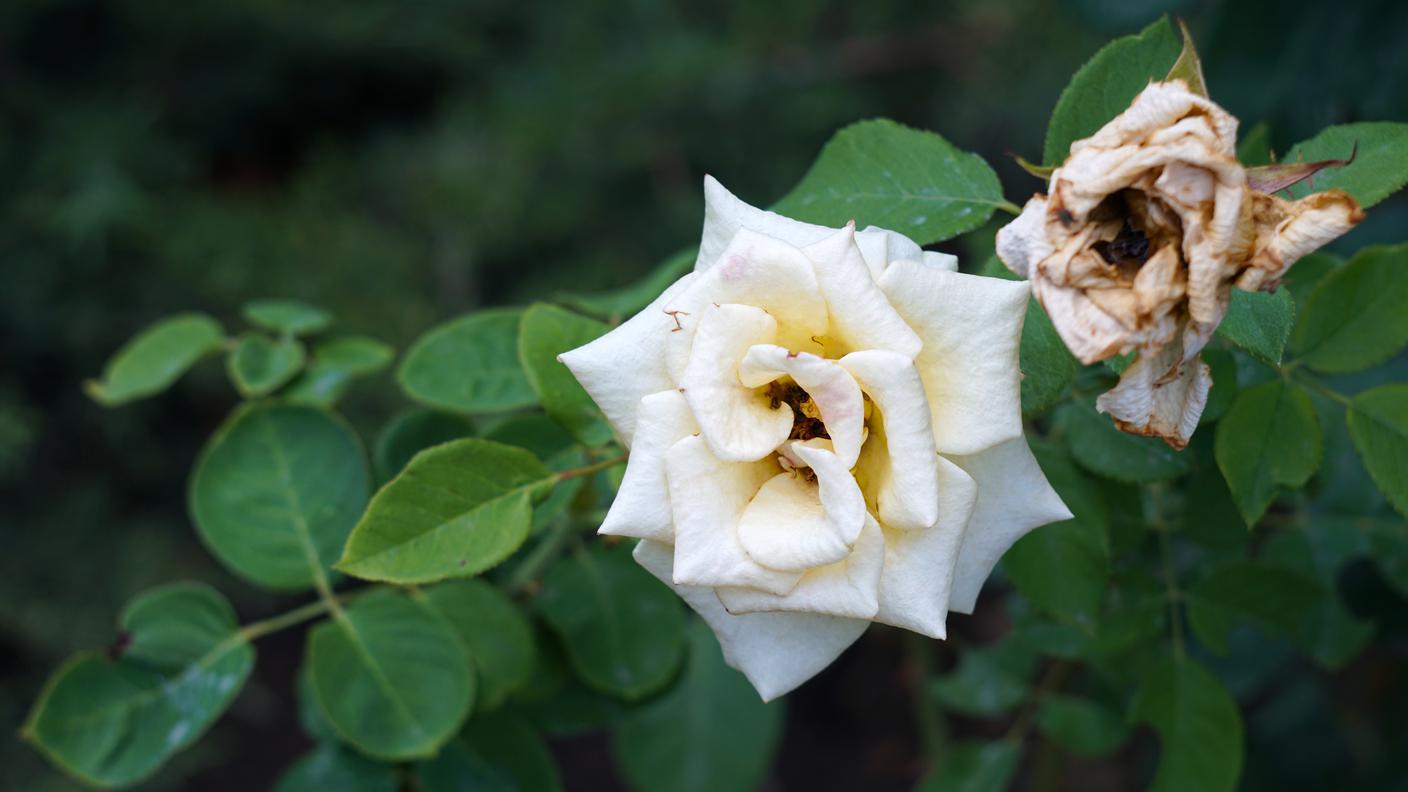 Live and fading white roses,