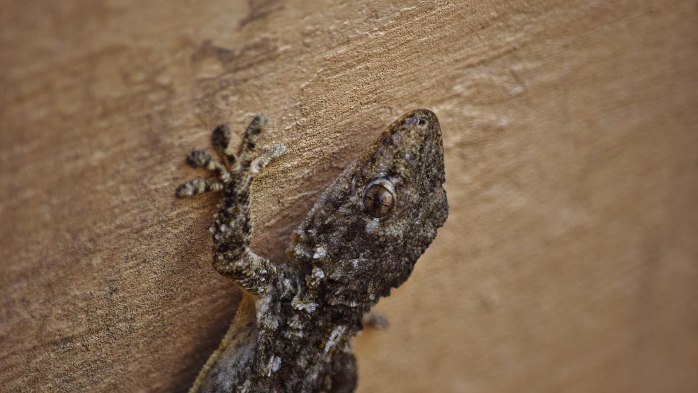 Tarentola Mauritanica