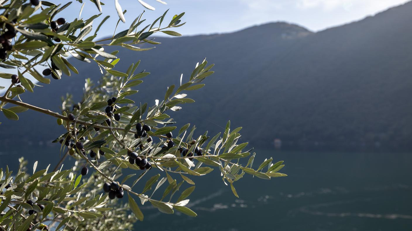 Gandria: Raccolta 2022 delle olive
