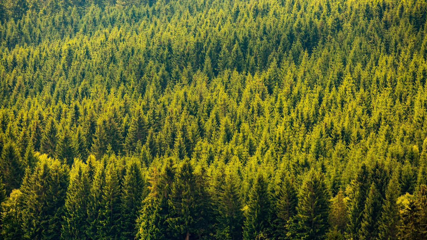 Foresta
