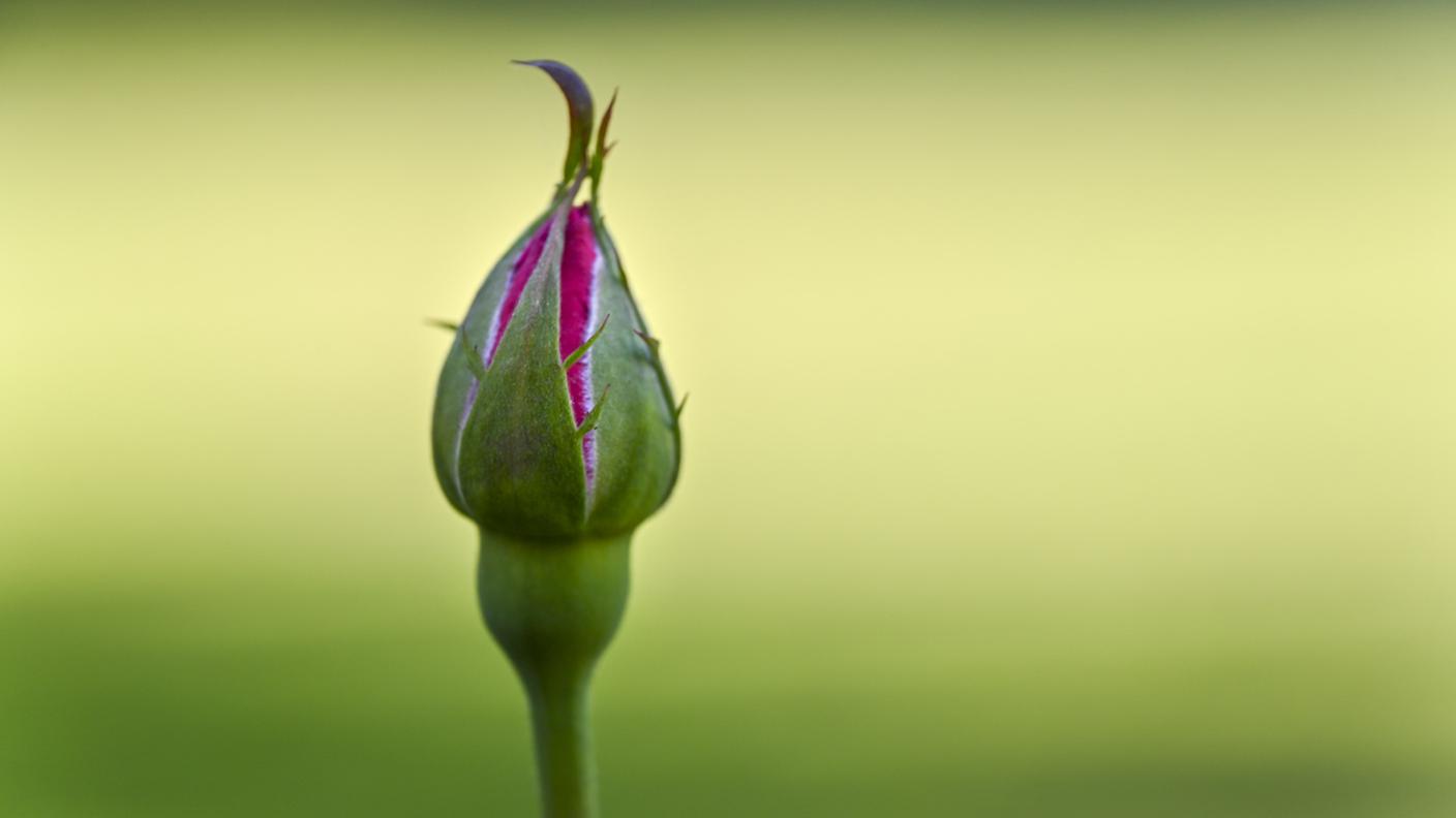 iStock-Bocciolo di rosa stock photo
Backgrounds, Beauty, Beauty In Nature, Beginnings, Blossom