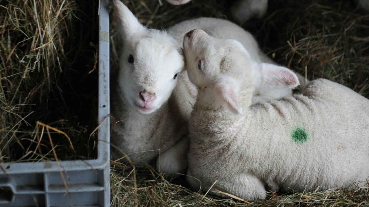 agnelli e pecore