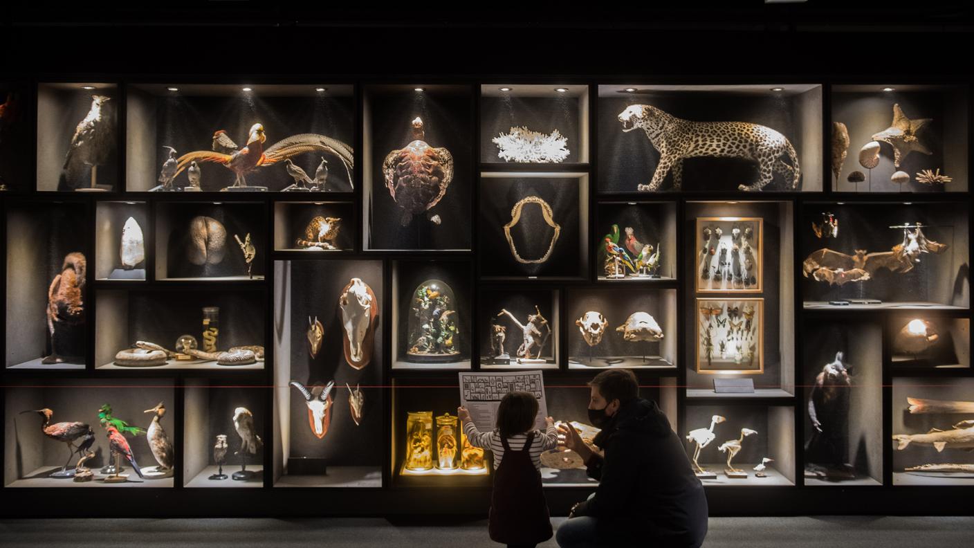 Museo Cantonale di Storia Naturale 