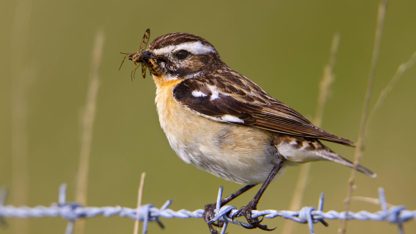 Saxicola rubetra