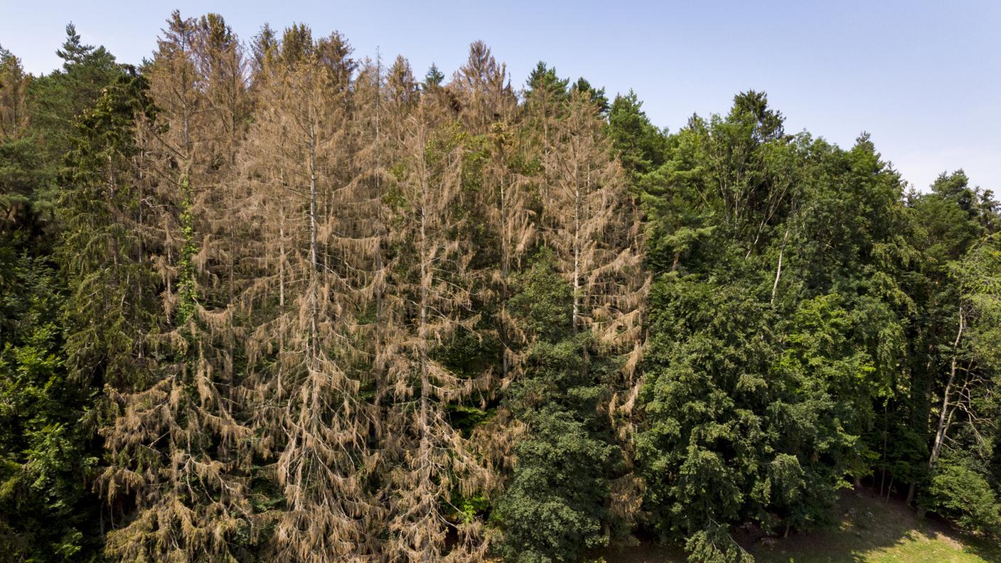 Alberi