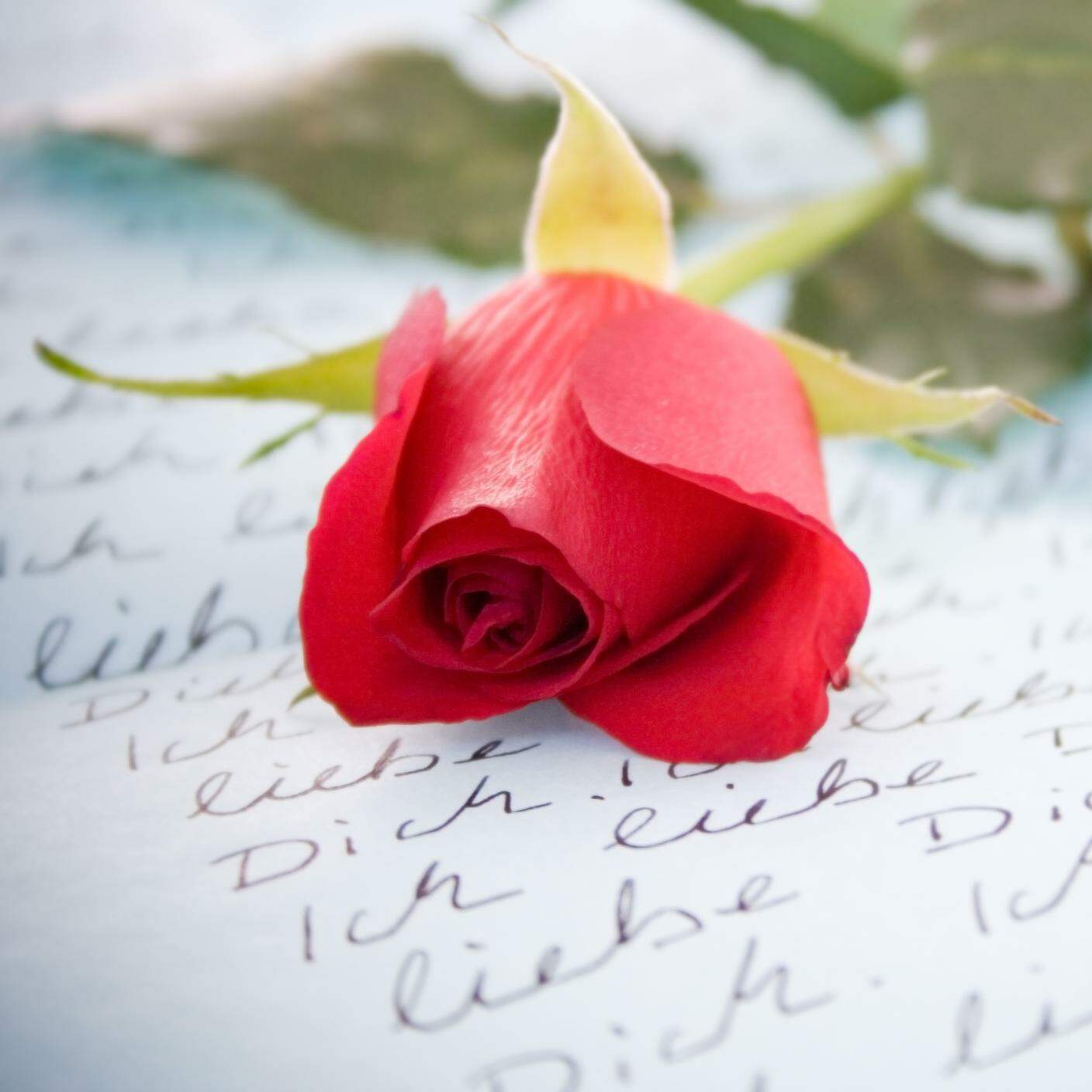 Lettera d'amore, rosa, poesia