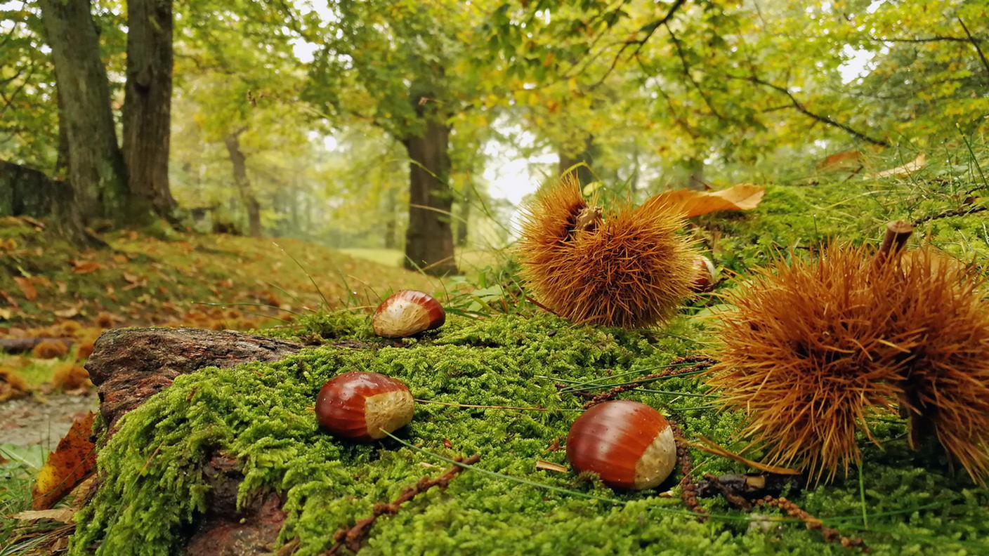castagno, castagne, ticino