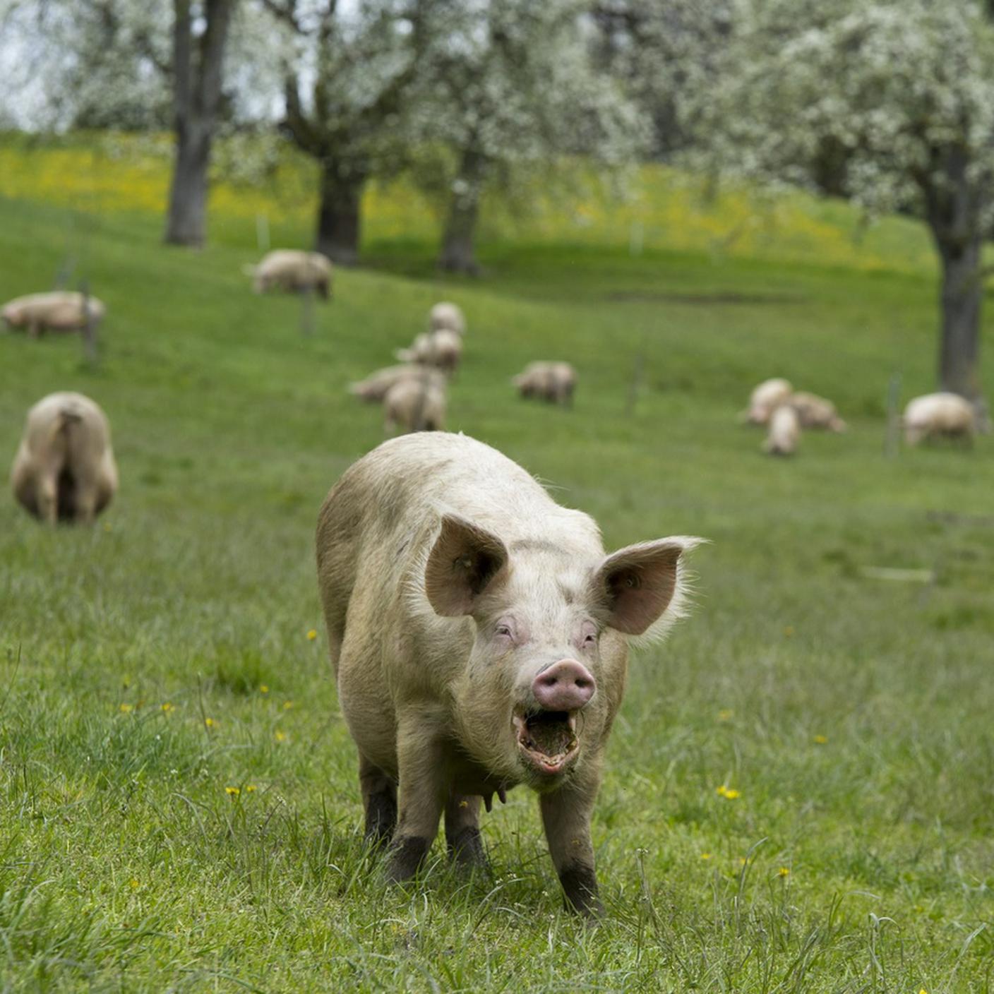 Allevamento di maiali, Canton Lucerna