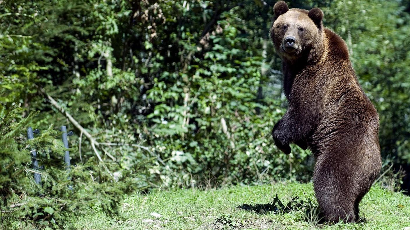 Orso