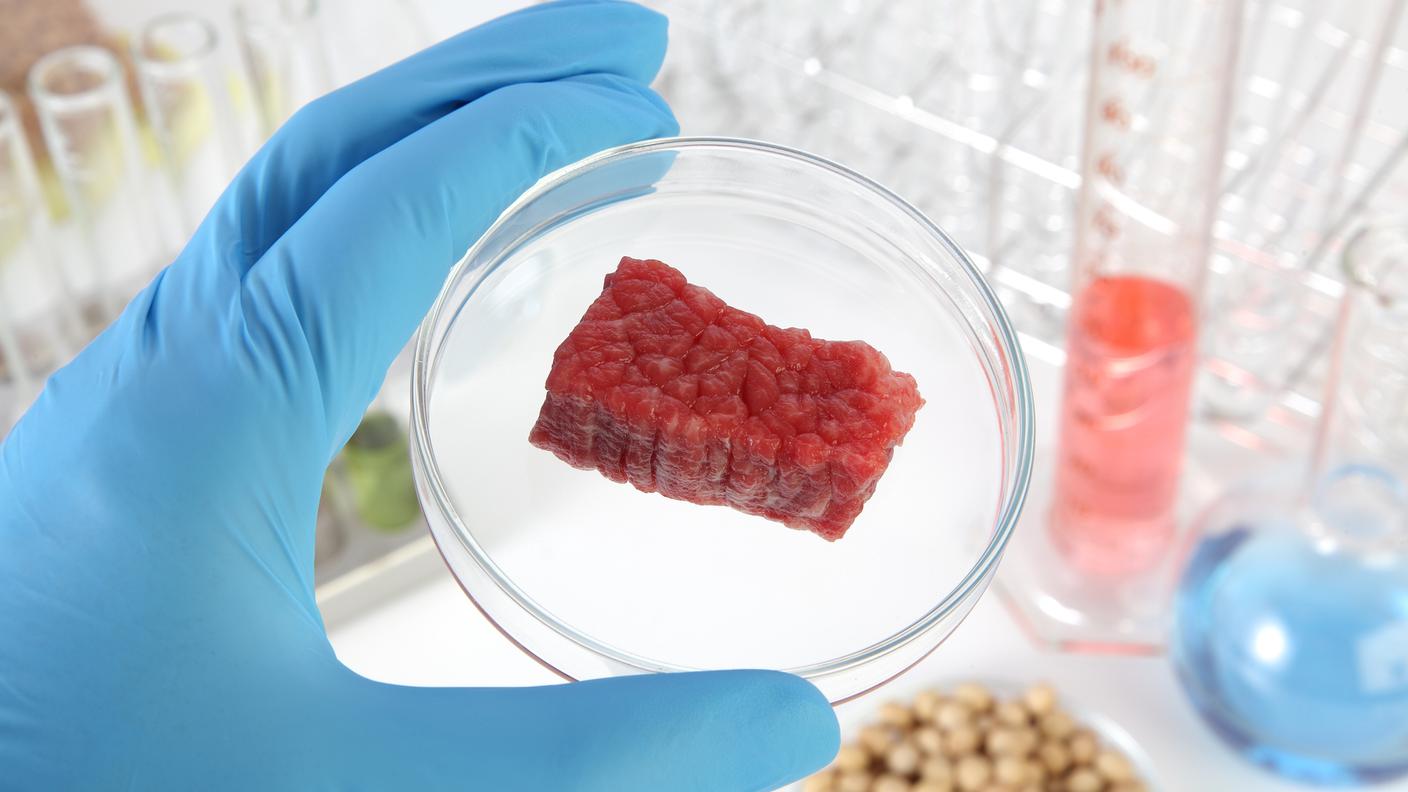 iStock-Carne, artificiale, microrganismo, cibo, capsula di Petri