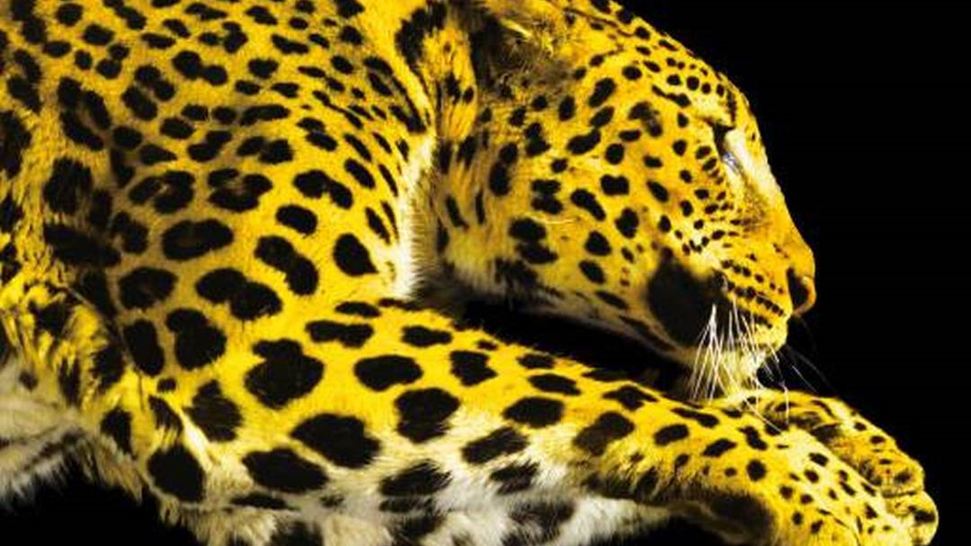 Locarno Festival