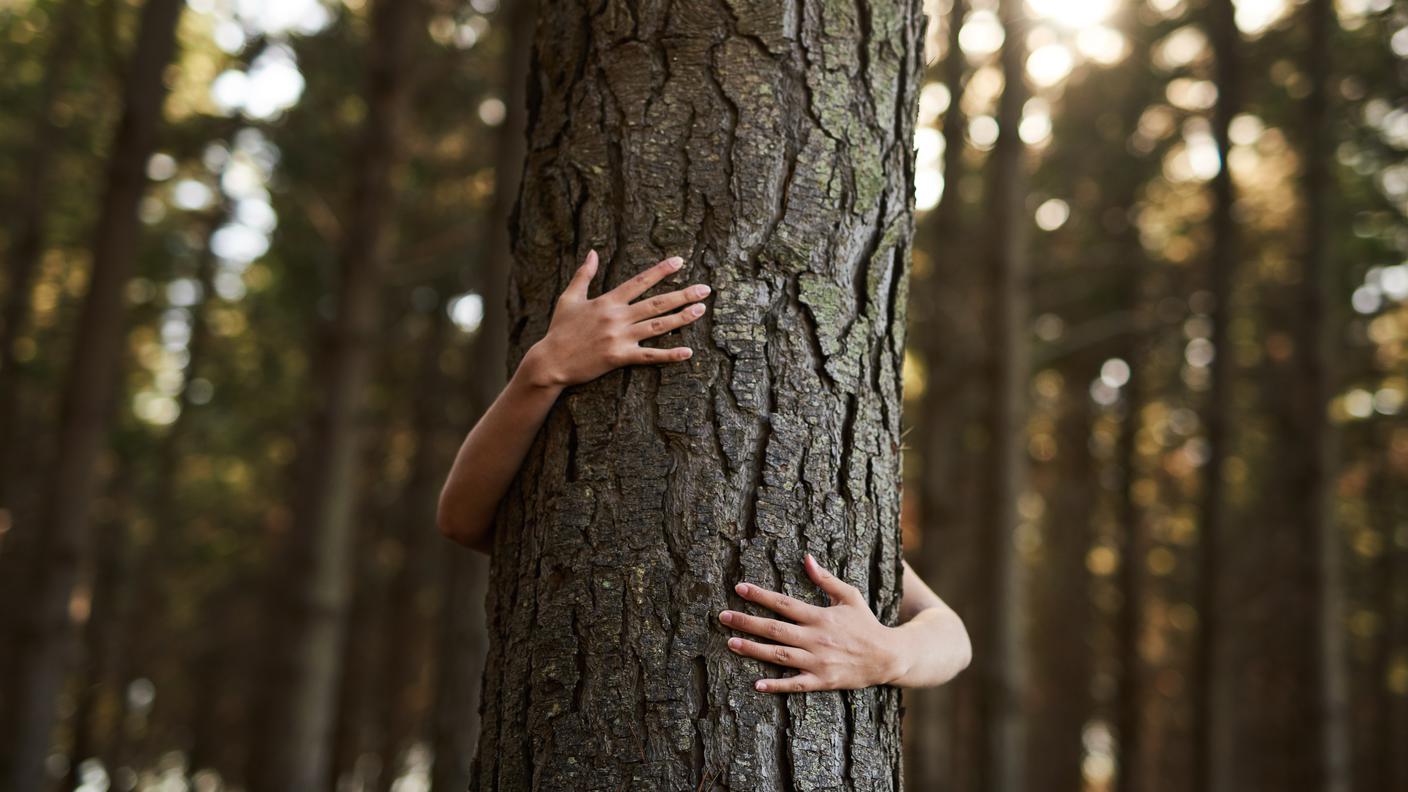 Abbracciare un albero - iStock