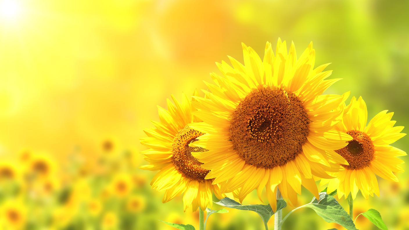 iStock-Girasole