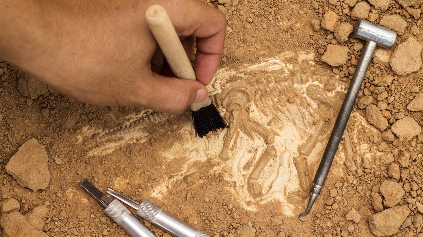 iStock-Archeologia, Fossile, Scavare, Scoperta, Geologia