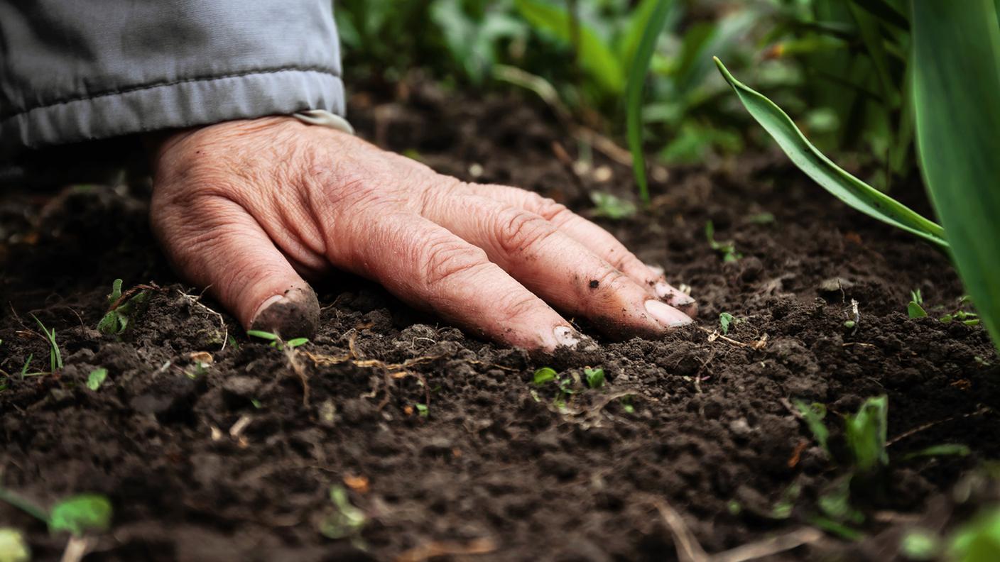 iStock-Terreno, Mano, Prato rasato, Territorio, Seme