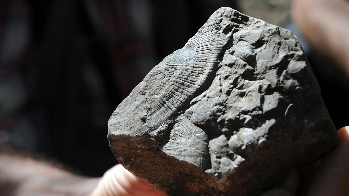 TiPress mini-paleontologi al San Giorgio 