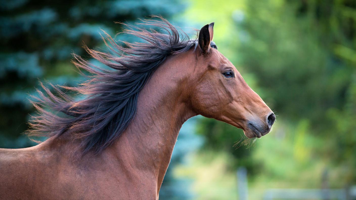 iStock-Cavallo, Correre, Cavallo purosangue, Criniera, Testa di animale