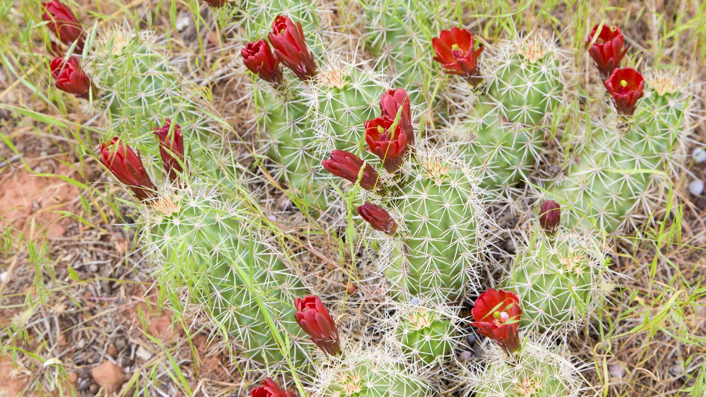 iStock-Bocciolo, Cactus, Capolino, Fiore, Flora