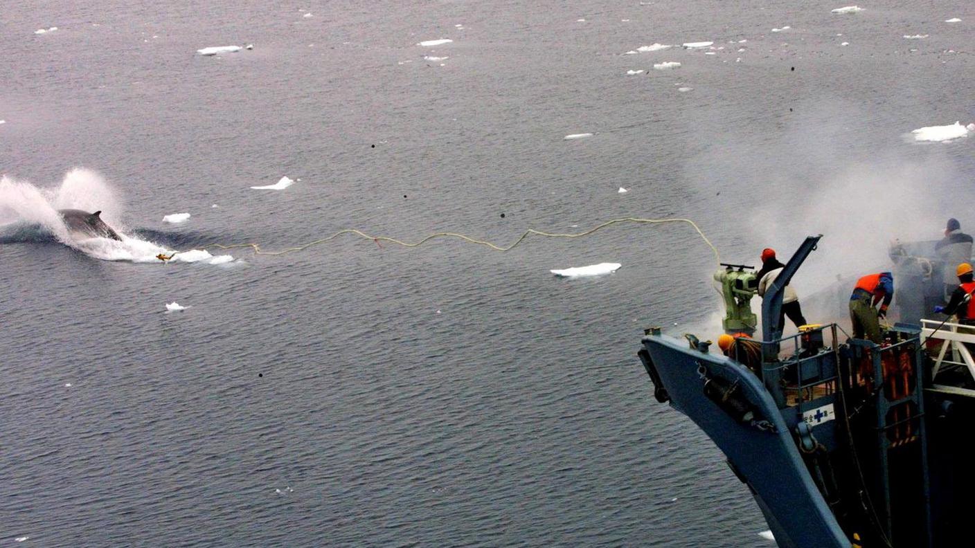 Keystone Caccia alle balene