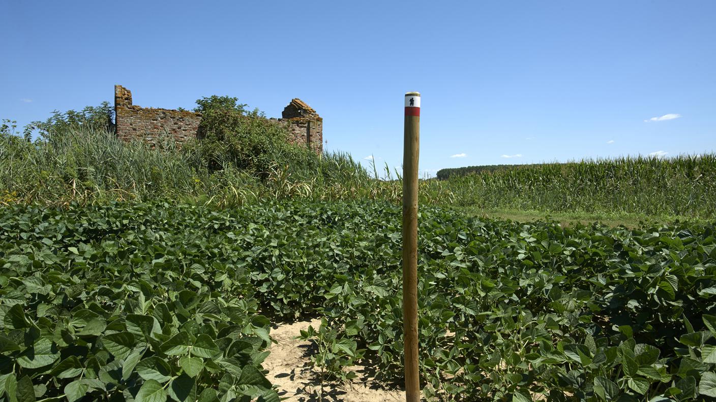 Magna Via Francigena