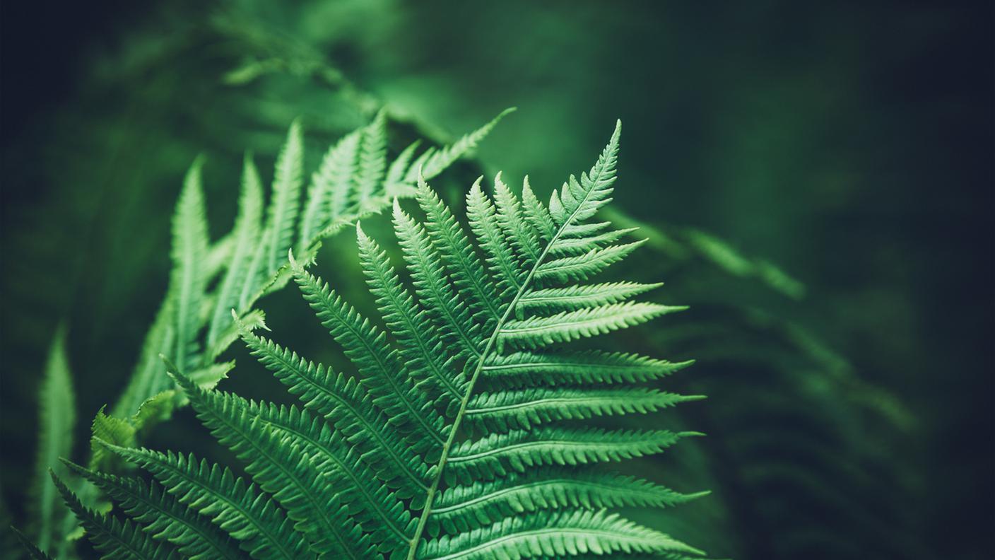 iStock-Felce, Foglia, Foresta, Foresta pluviale - Zona arborea, Colore verde
