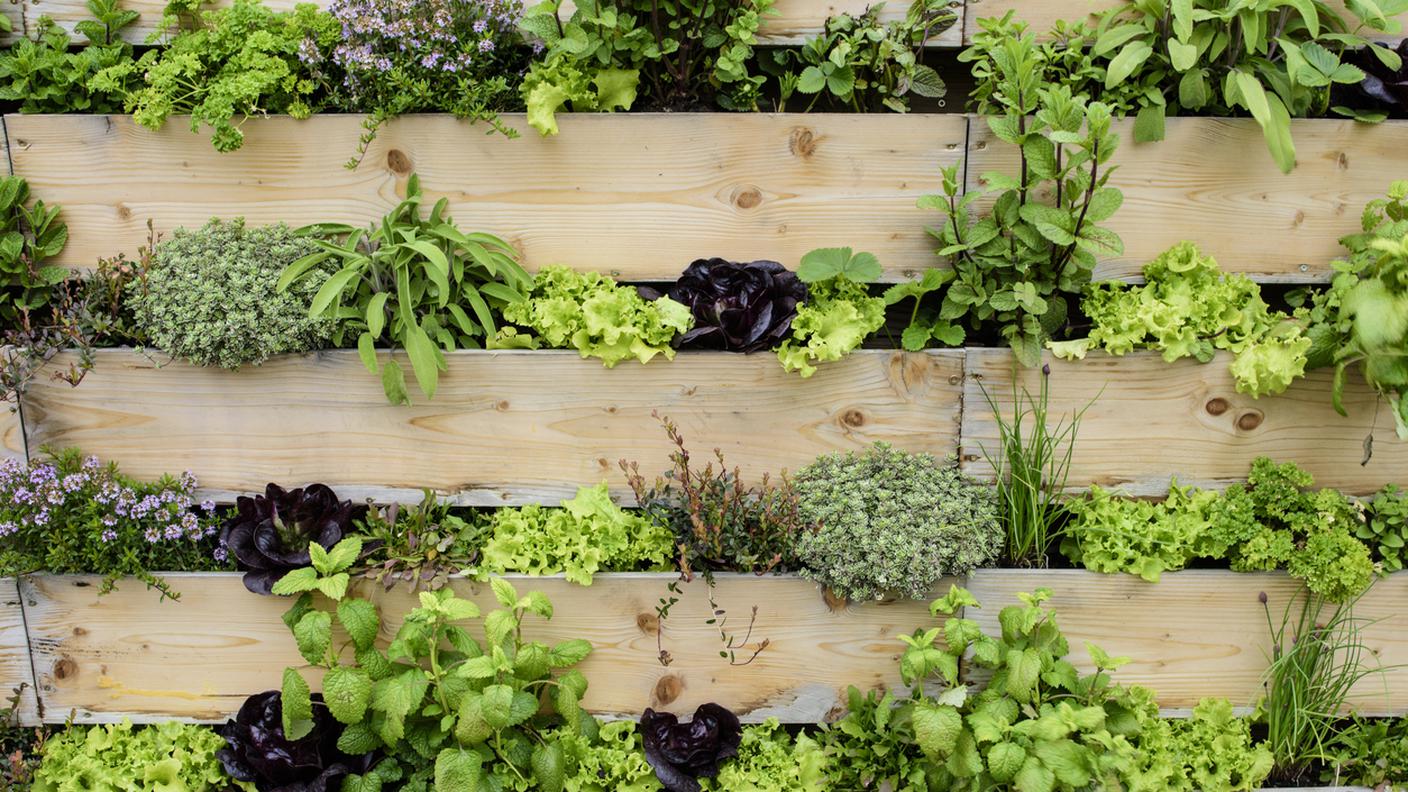 iStock-iardino verticale, Insalata, Primavera, Flora, Cibo