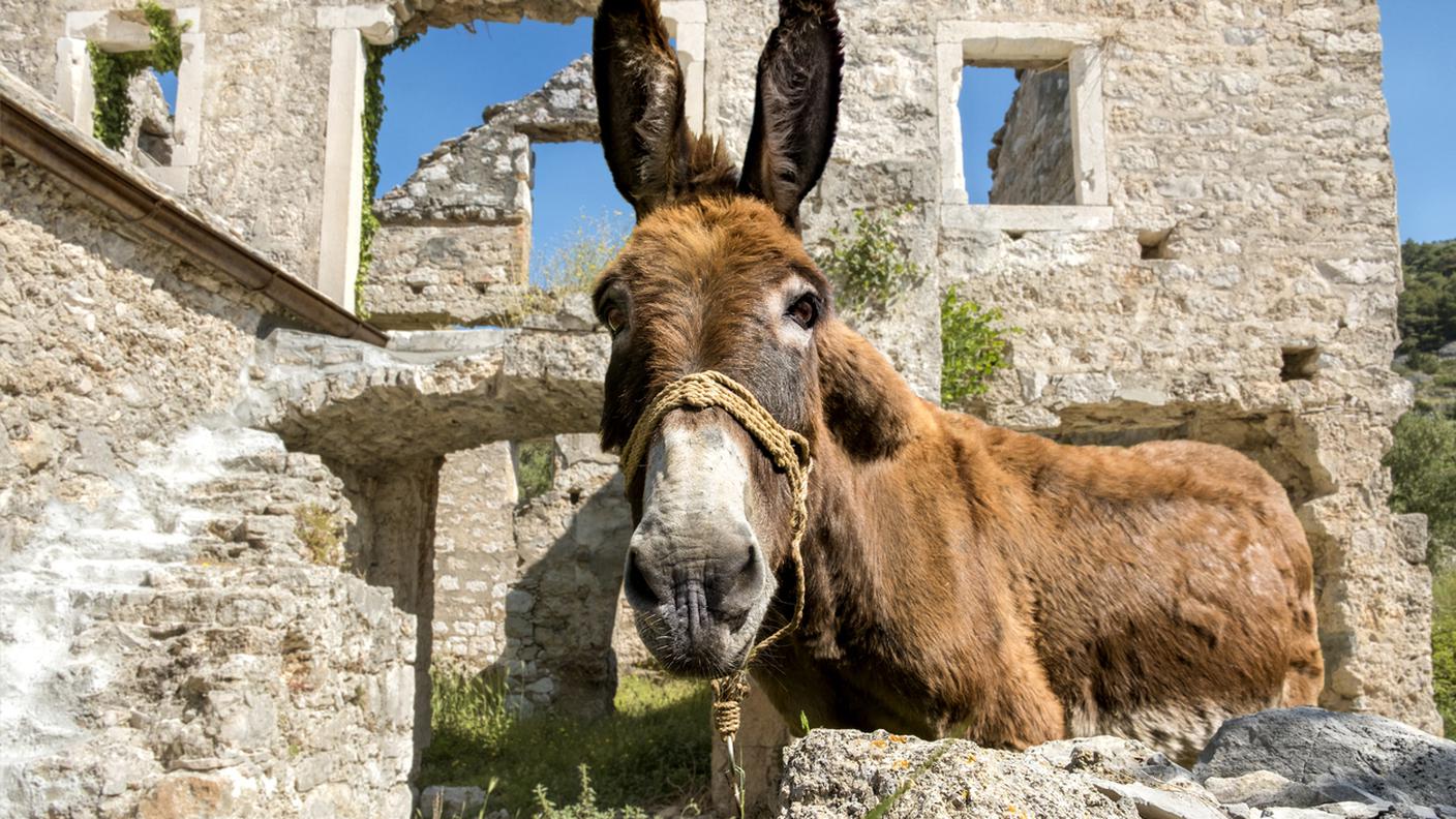 iStock-Croazia, Germania, Abbandonato, Animale, Architettura