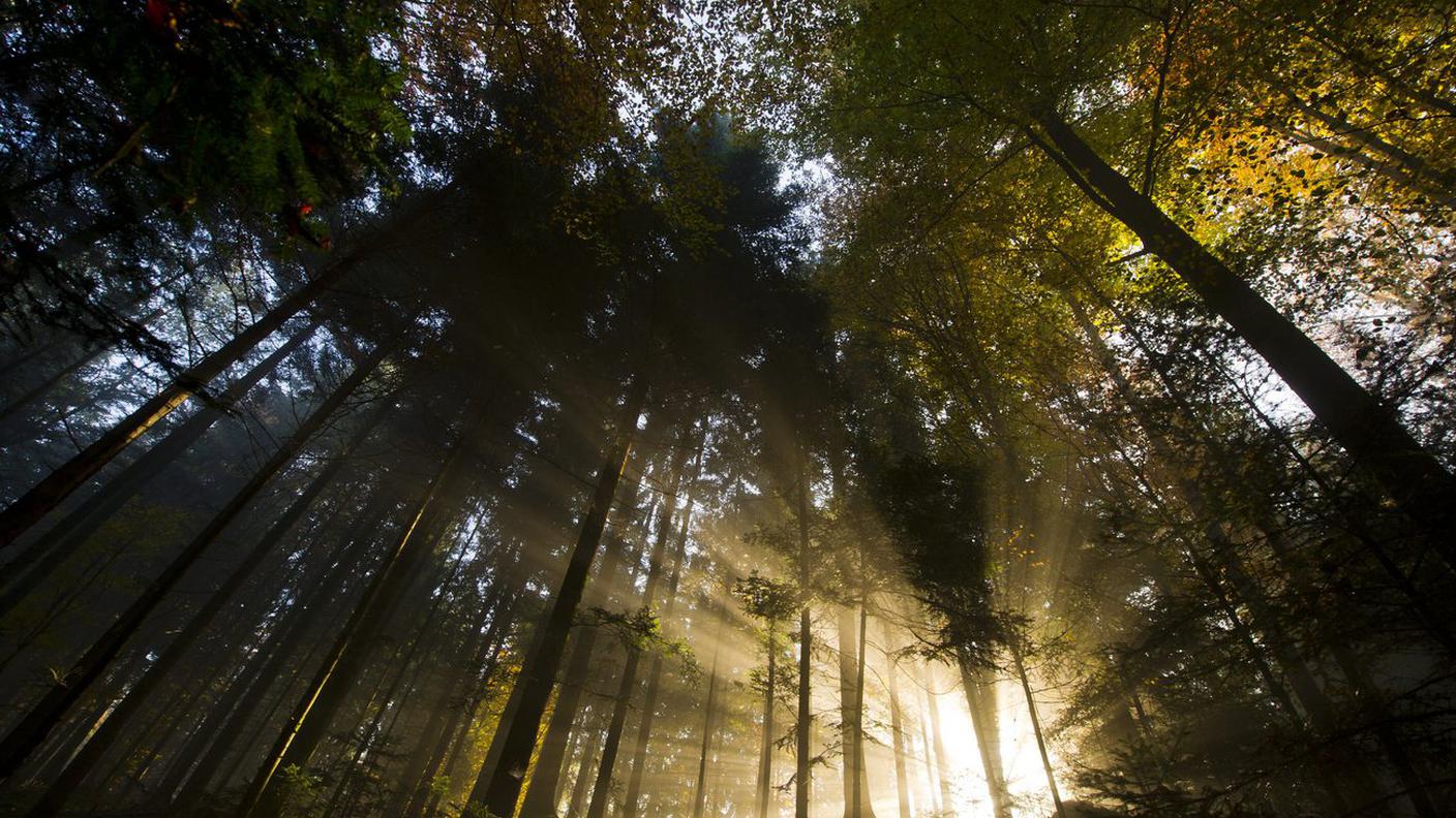 Foresta 