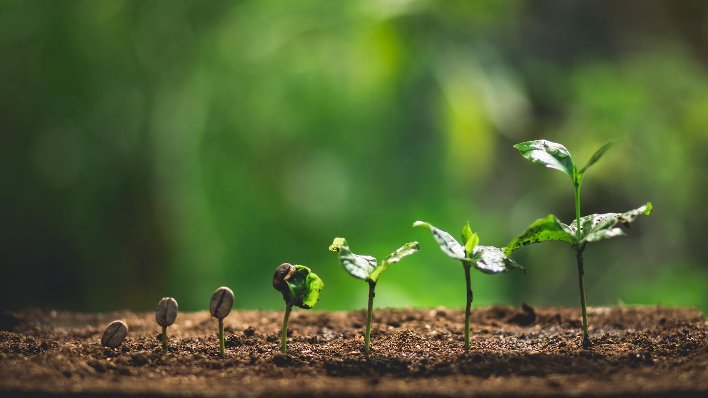 iStock-Metamorfosi botaniche