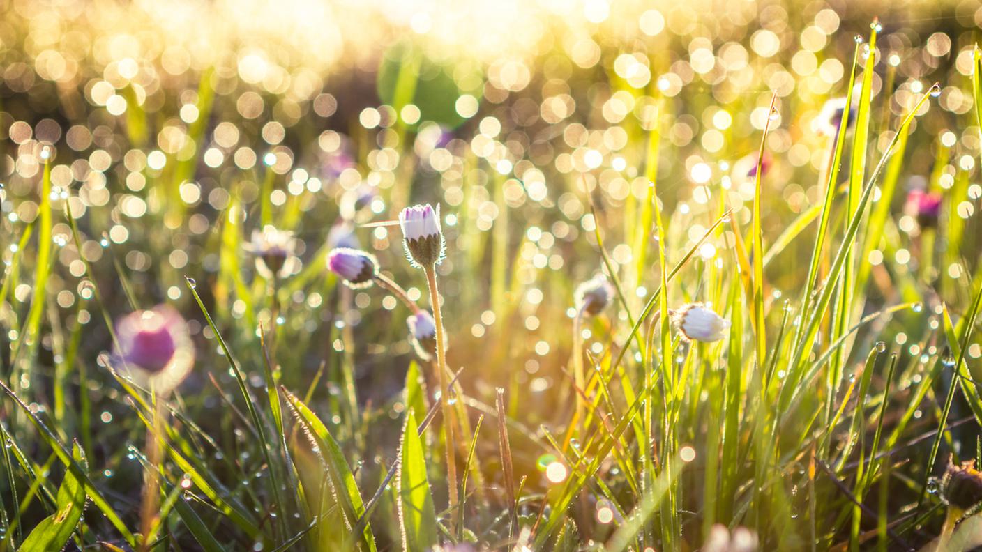 Una poesia fa primavera