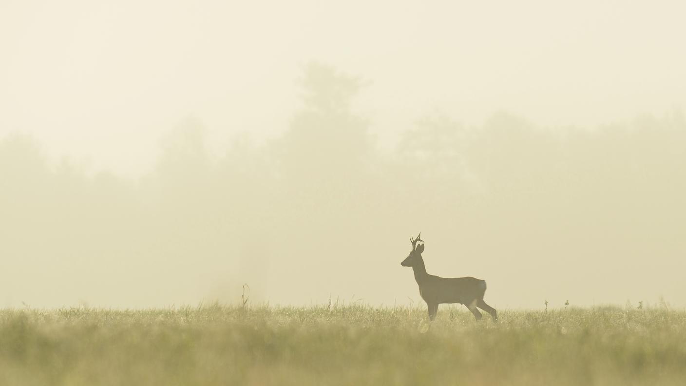 Nemecsek & Bambi