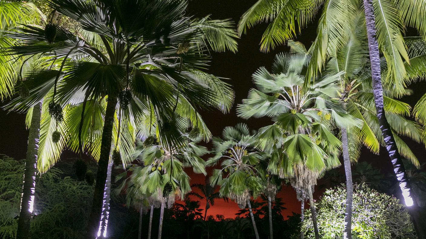 Palme 