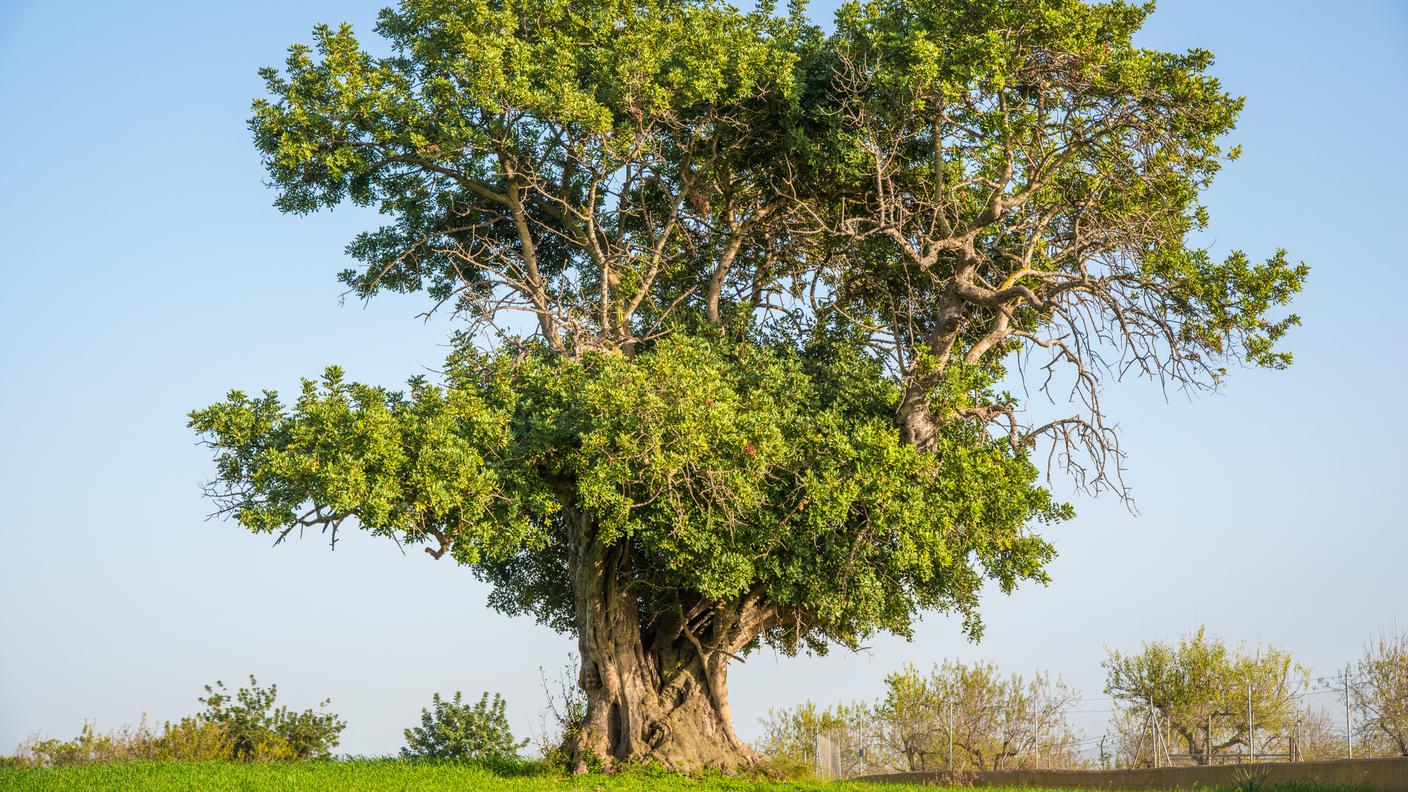 Albero di Carrubo/Carrubbio