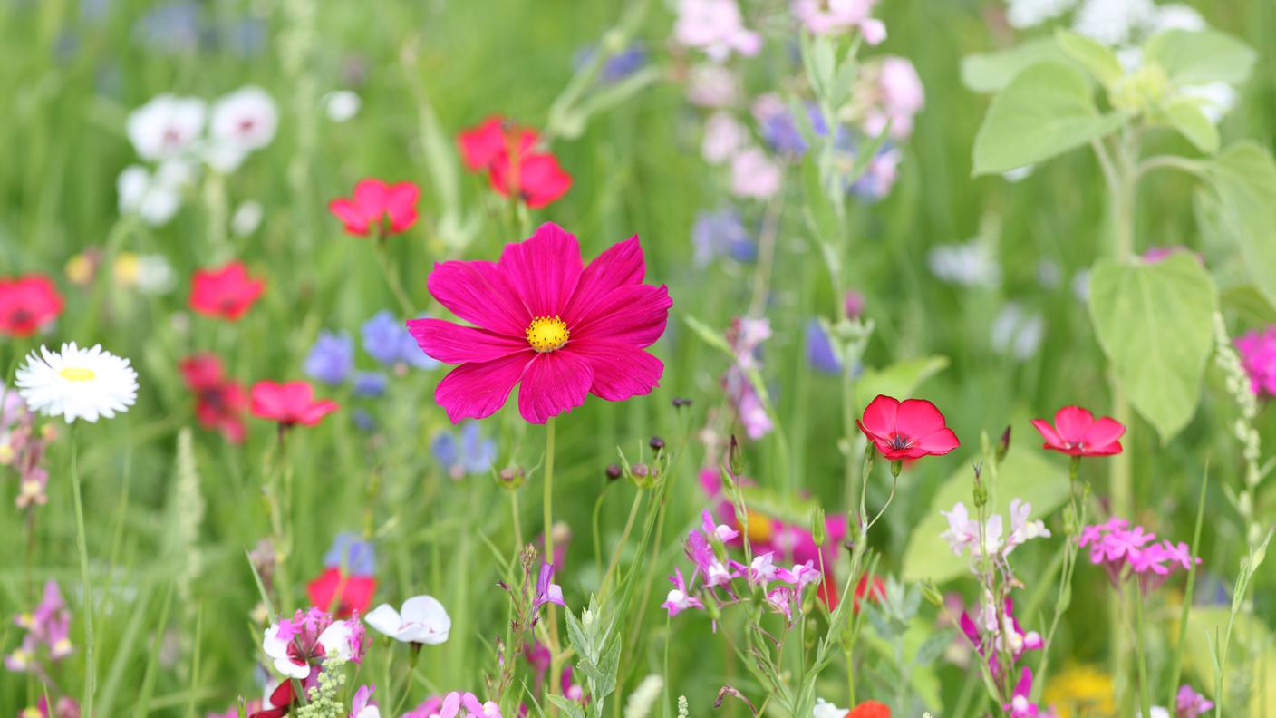 iStock-fiore