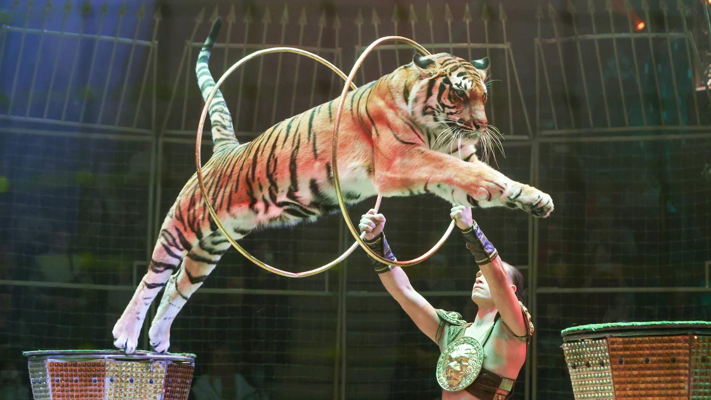 circo