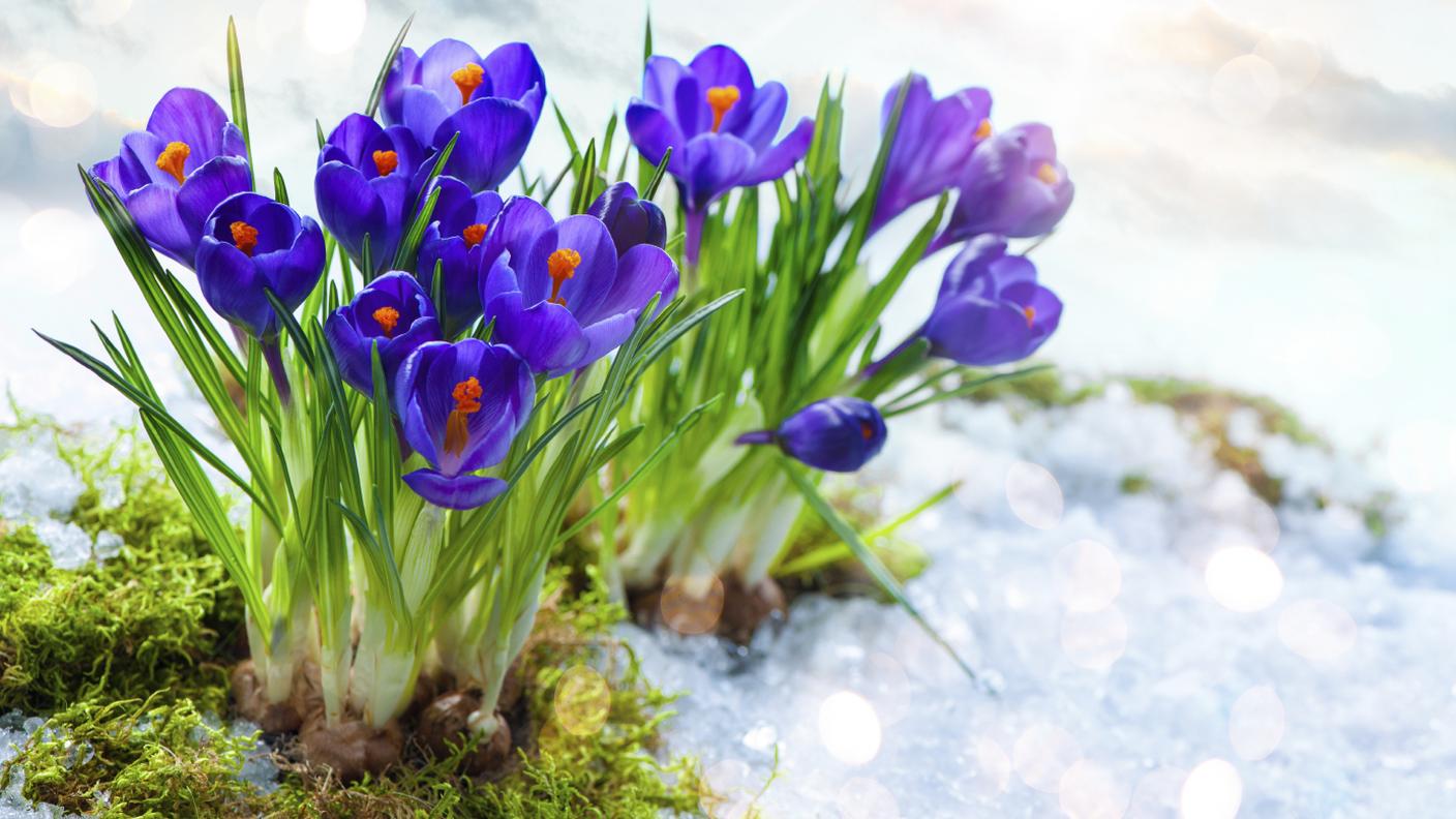 iStock_Freddo, Principio, Nuova vita, Crescita, Sopravvivenza